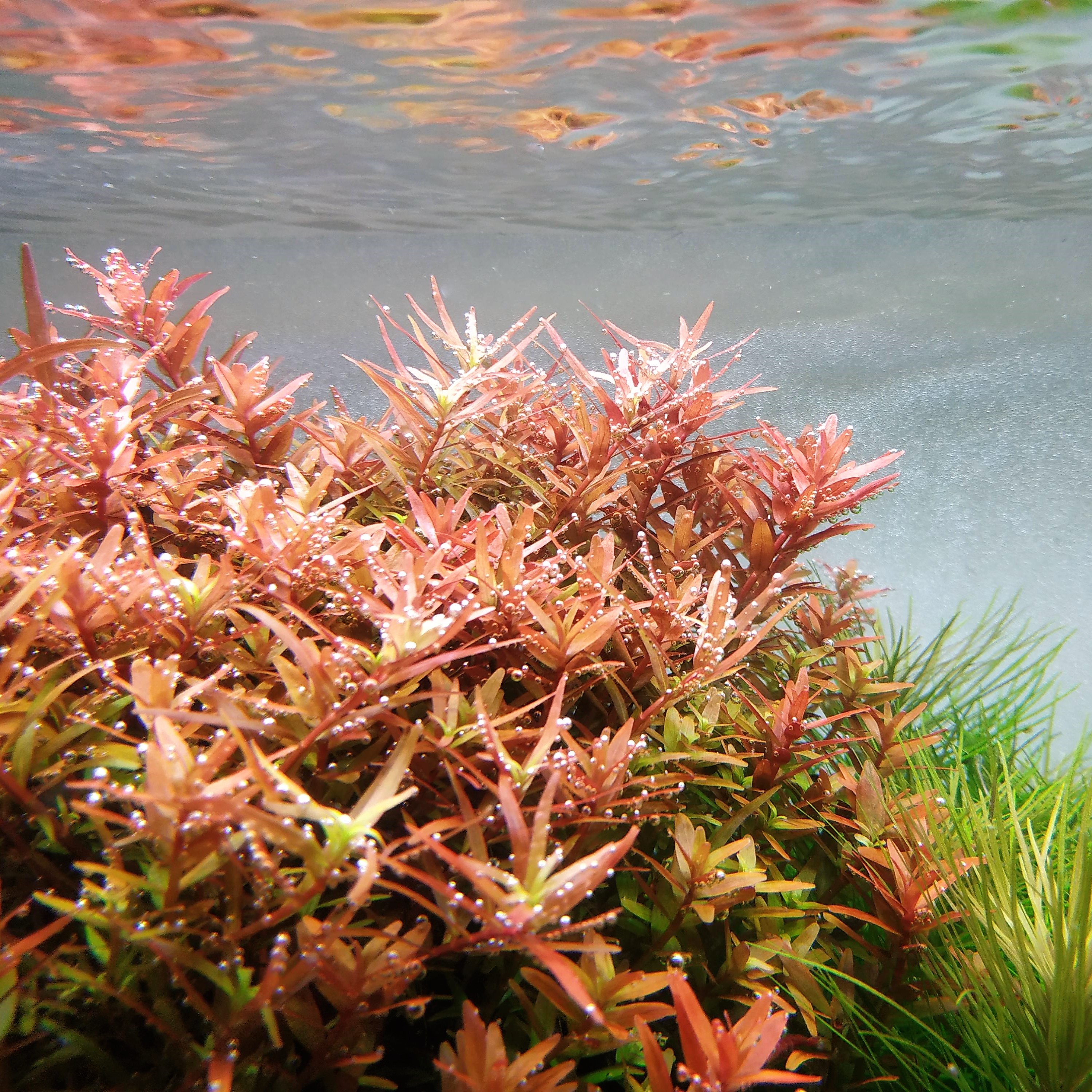 Rotala orange juice in pot